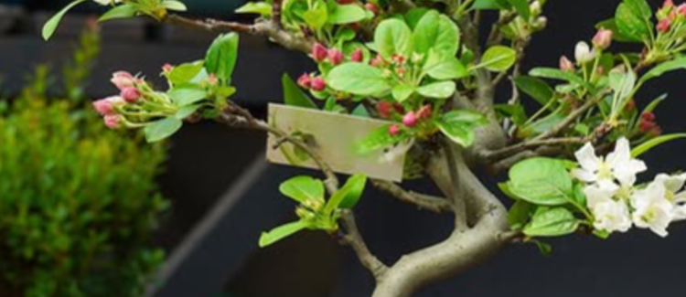 Дерева в мініатюрі: в ботсаду Києва відбудеться безкоштовна виставка, — ФОТО