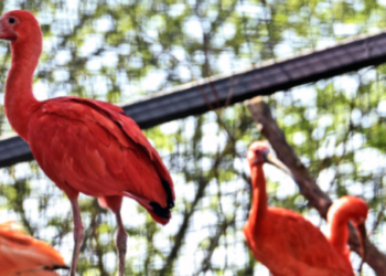 Усі кольори веселки: в Київзоо показали найгарніших птахів, — ФОТО