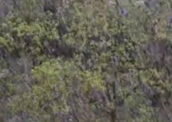 Стихія атакує Київ: грім, блискавки і шквальний вітер паралізують місто