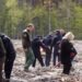 Замість мін: на Київщині відроджують ліси після окупації