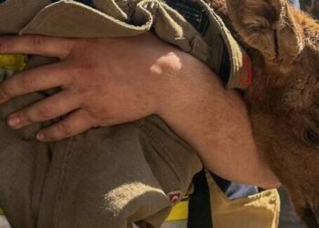 Символ надії: у зоні Чорнобильського лісу дивом врятували тварину, – ФОТО